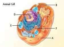 A = cell membrane B = cytoplasm D = nucleus E = vacoule F = mitochondria Cell membrane - found in animal cells and plant cells surrounds and protects the contents of the cell helps to control the