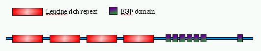 REPEATED PROTEIN DOMAINS