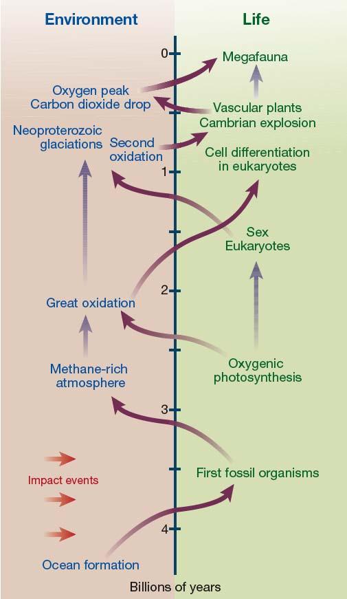Co-evolution ladder - Earth environment and life Life emerged soon after Earth s surface conditions became habitable (formation of oceans and cessation of sterilizing asteroid impacts).