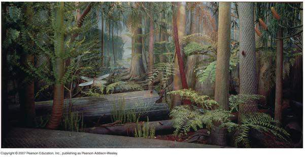 Evolution of life During the Carboniferous Period, land was covered with dense forests with the appearance of the first insects and amphibians.