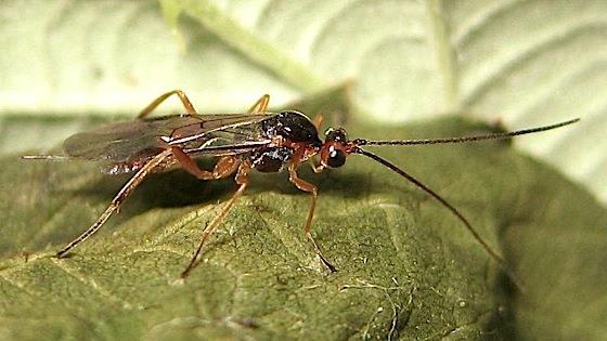 Parasitoids Many wasps and flies use native plant habitat.