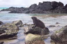 ) Galapagos Marine Iguana (Iguanidae) Starvation b/c high cost of salt excretion Animals may