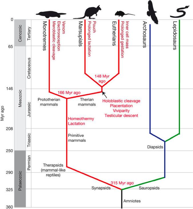 species phylogeny When did species diverge?