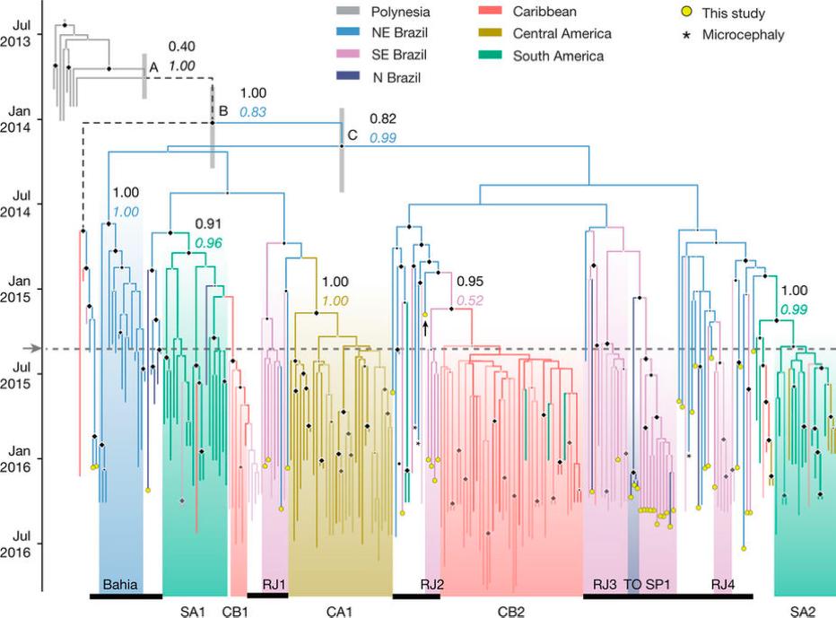 strain phylogeny When were pathogens transmitted between individuals, species, or places?