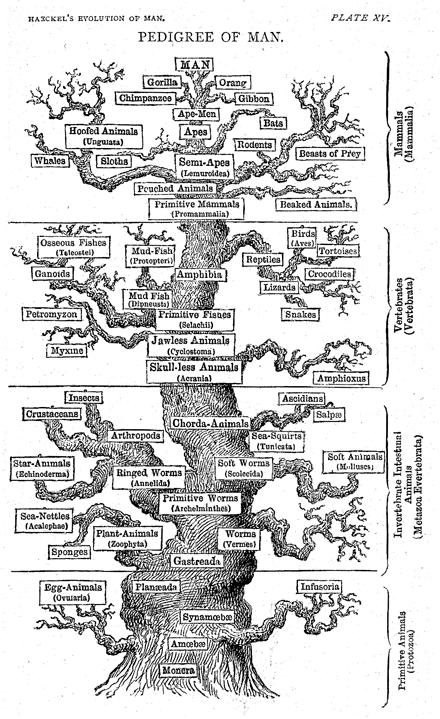 brief history of molecular phylogeny
