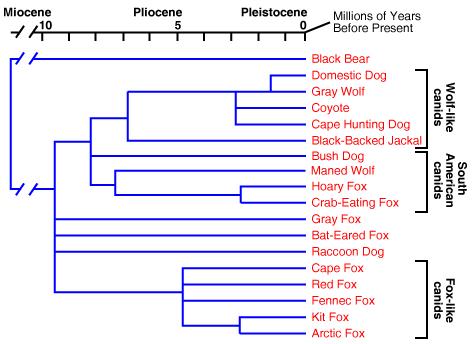 Terminology Phylogenetic tree: Visual