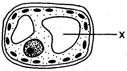 18. In the diagram of a cell below, the structure labeled X enables the cell to 1) release energy 2) store waste products 3) control nuclear division 4) manufacture proteins 19.