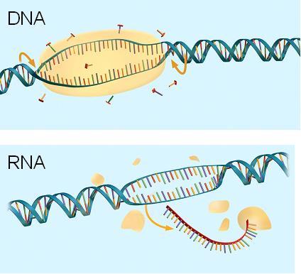 b. DNA stores genetic