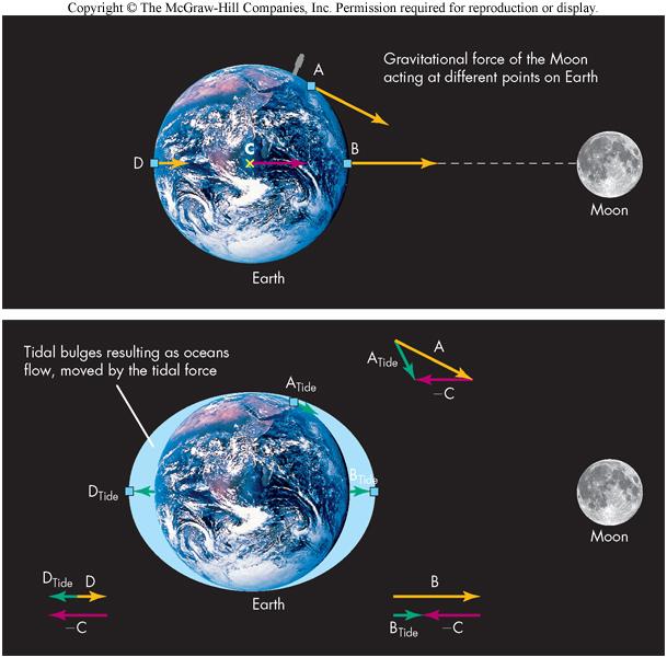 The Origin of Tides The Moon s gravitational