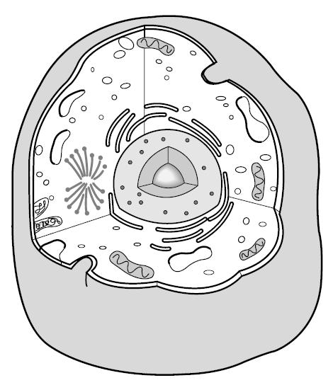 Animal Cell Plant Cell Lysosome Mitochondria Nucleus ER