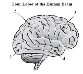 Students will identify the major parts of the brain on diagrams.