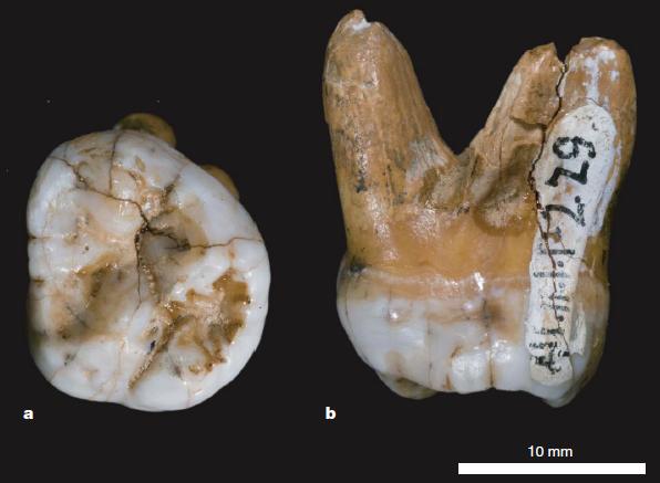 recent Homo 50-30Kya fossil Reich et al.