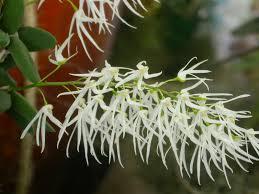 There are about 30 species of Dockrillia (2) with 17 found in Australia and the remainder in New Guinea, New Caledonia, Timor, Fiji, Samoa and Tahiti (1).