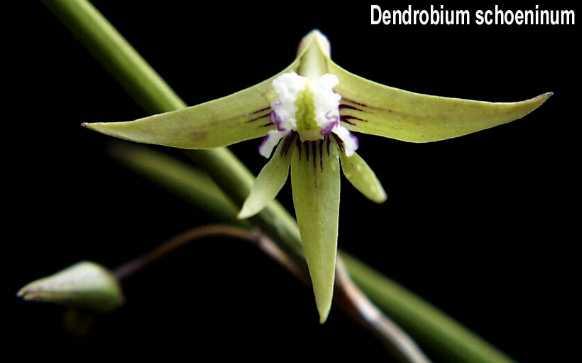 Dockrillia schoenina Common Pencil Dockrillia This epiphyte is found in Queensland and in NSW north of the Hunter River on the drier edges of the rainforest and