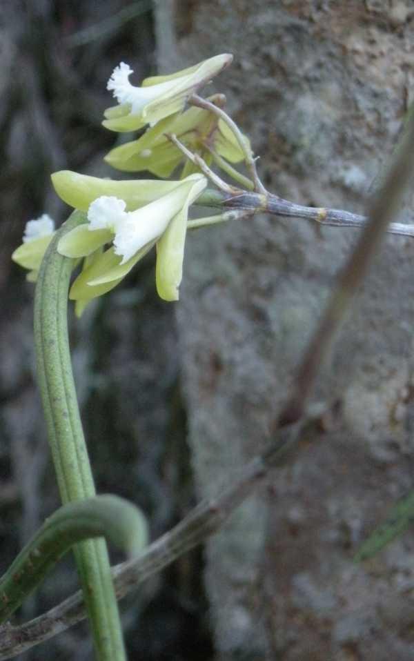 Dockrillia bowmanii Straggly Pencil Orchid This species is found in coastal rainforest and swamps in Queensland and New Caledonia from sea level