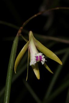 Dockrillia mortii - the Slender Pencil Orchid or Mort s Dockrillia A rare