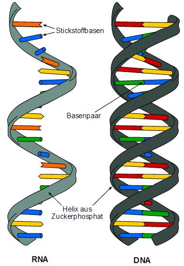 - Role of Nucleic Acids: nucleic acids are like instructions for proteins on how to build a living thing.