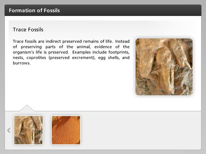 Trace Fossils Trace fossils are indirect preserved remains of life.
