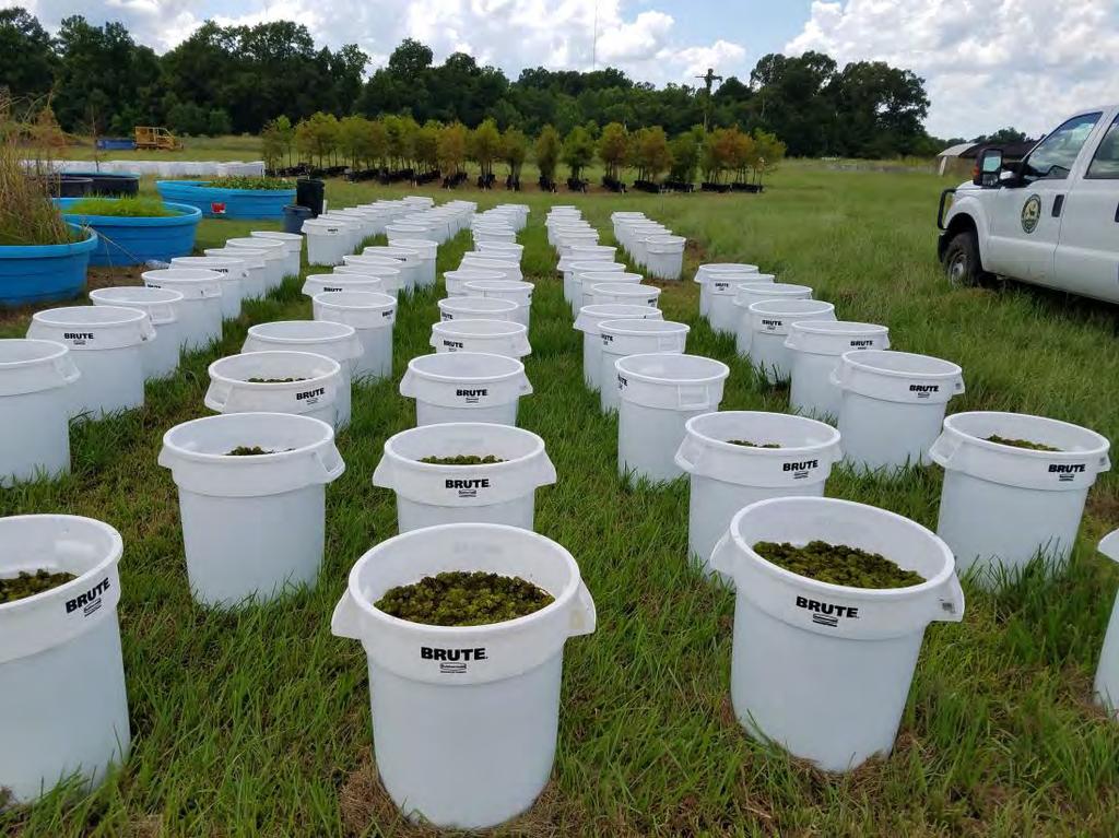 Surfactant Trials Evaluation of various surfactants for compatibility with current aquatic herbicides used to