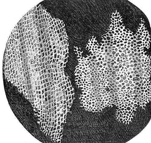 single cell organisms Robert Hooke built a more advanced