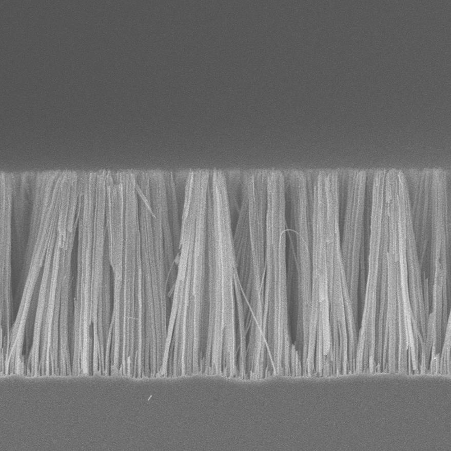 1 μm Figure 2: SEM image of a high surface area Si nanowire