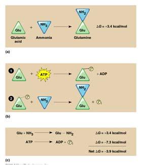 couple exergonic reactions to endergonic Nucleotide with three phosphate groups attached to the ribose sugar ATP has a high ΔG ATP Energy is
