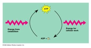 involved in an endergonic process Phosphorylation is the process of ATP transferring phosphate to a molecule Results in a phosphorylated