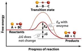 reactions Little wasted energy during phosphorylation of an intermediate Use of enzymes Decrease randomness of reactions Regulation of enzymes and, thus,
