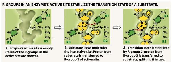 making the reactants unstable so they react How Enzymes Work Enzymes are substrate specific Substrate: any molecule to which an enzyme will bind Although an