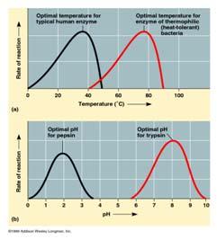 The rate at which an enzyme can function is dependant on several