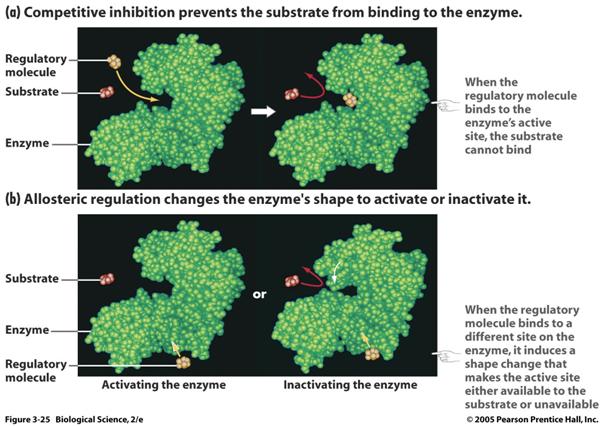 Inhibition may occur at two different locations competitive