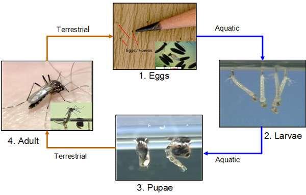 Dengue Basics Aedes