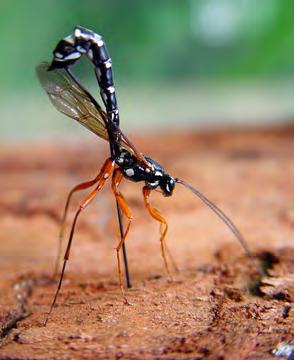 Apocrita: Parasitic wasps Small to