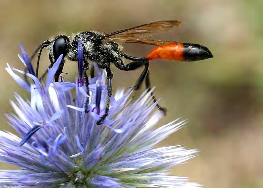 Sphecidae: Thread-waisted wasps Sister taxon to