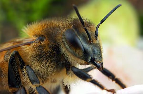 Apidae: True bees Once consisted of numerous families, now