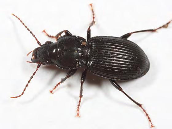 Adephaga Include large family Carabidae, also Dytiscidae and