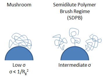 A) B) Figure 9: Polymer brush configurations on curved surfaces The effective grafting density of the polymer brush, σ eff,, decreases with increasing radial distance (shown in Figure 9b) and can be