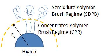 3), the polymer brushes are said to fall within the concentrated polymer brush (CPB) regime, where the excluded-volume effect is screened out [3, 4].