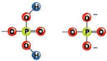 P-lipids = phospholipids ydrocarbon (chain length can