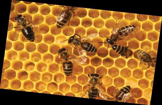 A cross-section of a honeycomb has a pattern with one hexagon surrounded by six more