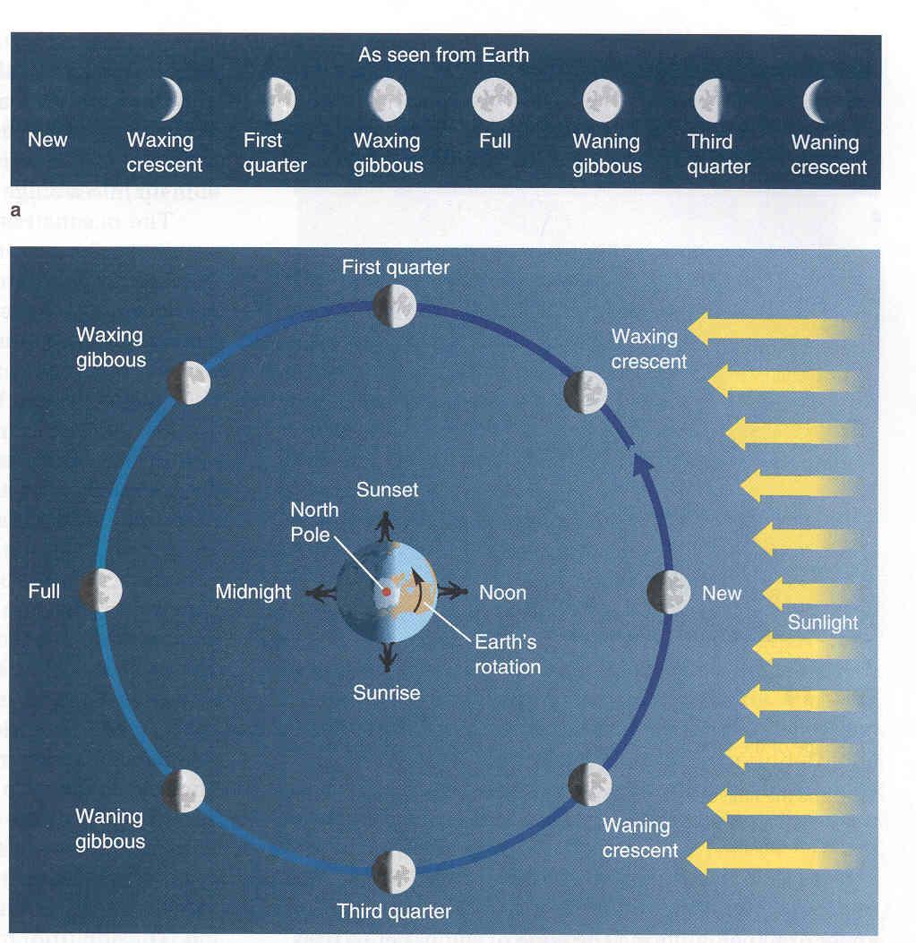 Phases of the Moon and its orbit around the Earth (2). From our text: Horizons, by Seeds Suppose you are asked when the first quarter moon will rise, when it will be overhead, and when it will set.