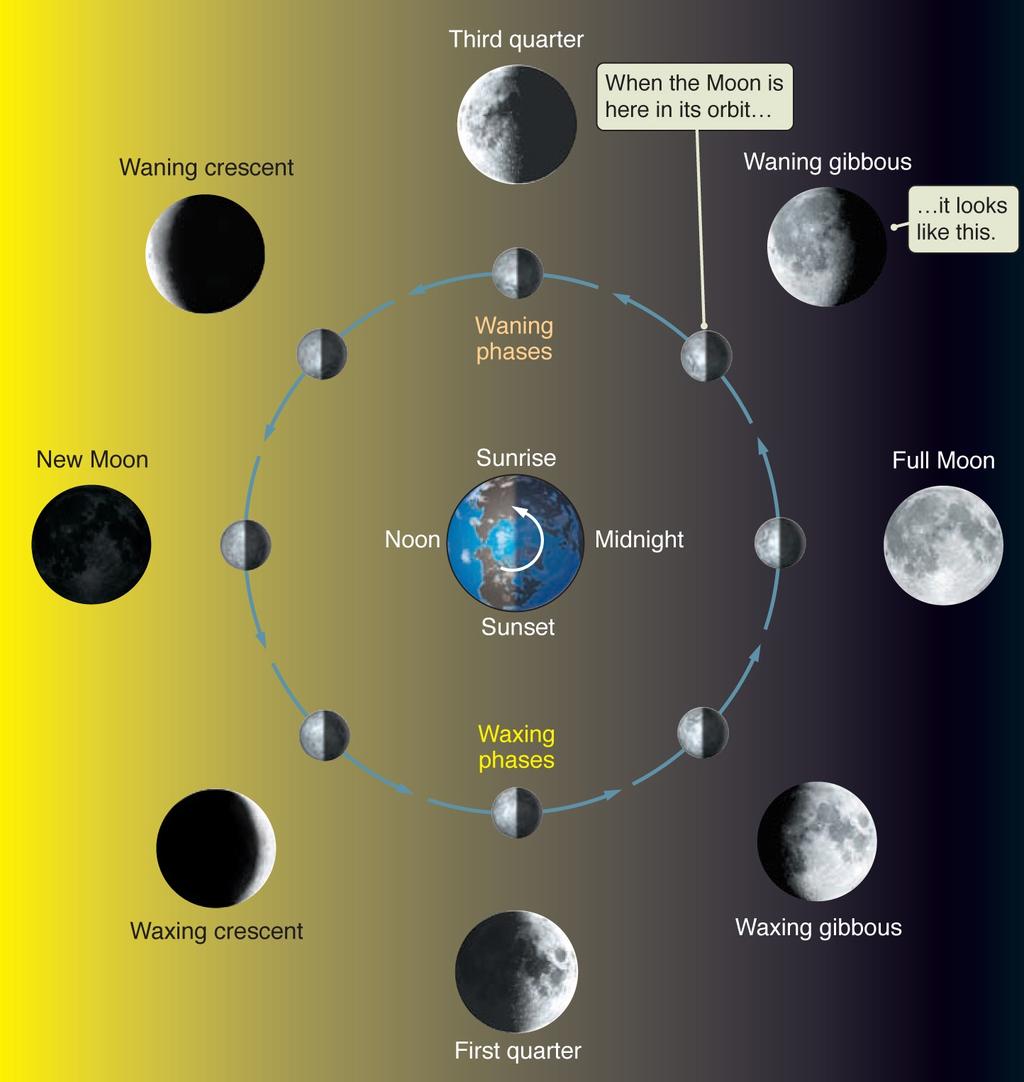 Phases of Moon Half of Moon is lit by the Sun and half is dark We