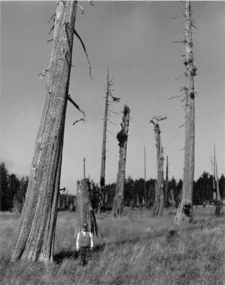Scientists study dead trees in a tidal marsh along the Pacific coast of Washington. They provide evidence that a great earthquake occurred in January 1700.