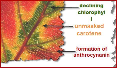 Photosynthetic Pigments Absorb