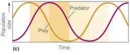 Combined zero growth isocline Equations graphed Predator population growth Dependent on rate at which prey are