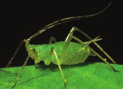 Because other animals lack these genes, it is unlikely that aphids inherited them from a single-celled common ancestor shared with microorganisms and plants. So where did they come from?