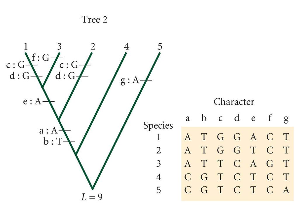 Inferring a phylogenetic tree