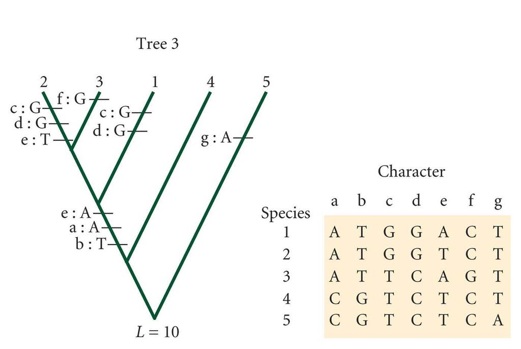 Inferring a phylogenetic tree