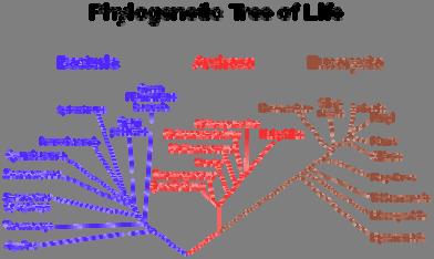 Phylogenetic Tree Phylogenetics The study of evolutionary relatedness among species Phylogenetic Tree (Evolutionary Tree) Tree-structure diagram showing the inferred