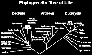 Each edge represents the evolutionary relationship between texa Types of Phylogenetic Trees (1) Rooted Tree vs.